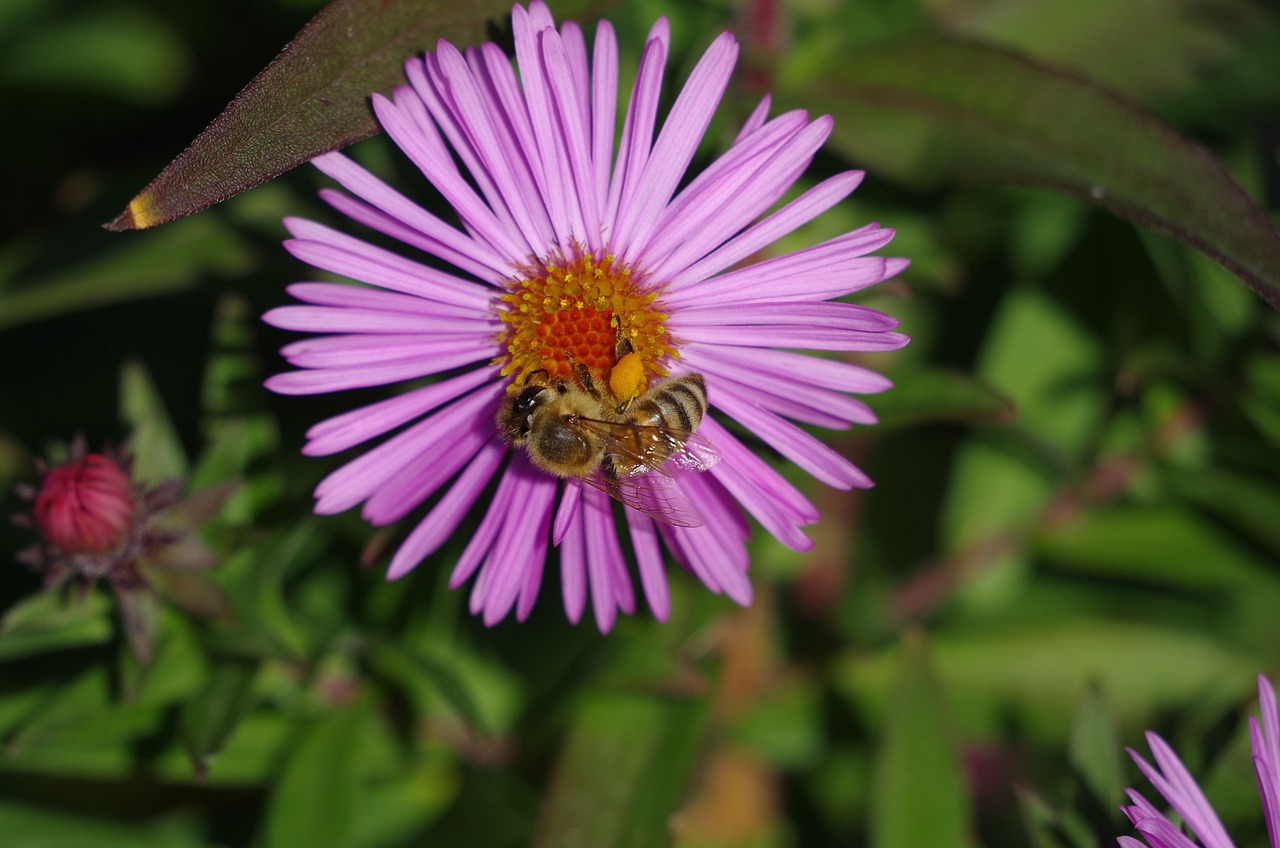 夢幻花園官方最新版下載，探索虛擬花卉世界的全新體驗(yàn)之旅