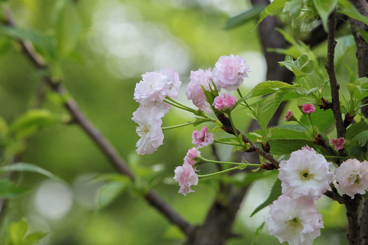 煙臺柏林春天最新動態(tài)，城市蓬勃發(fā)展的新篇章