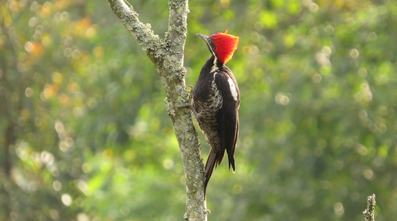 九科綠洲最新消息深度解析，最新動(dòng)態(tài)與解讀