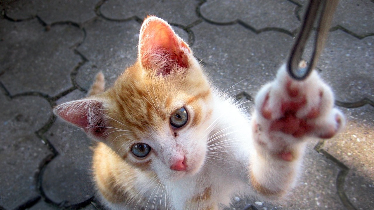 馬興田最新動態(tài)，商業(yè)巨頭開啟新征程