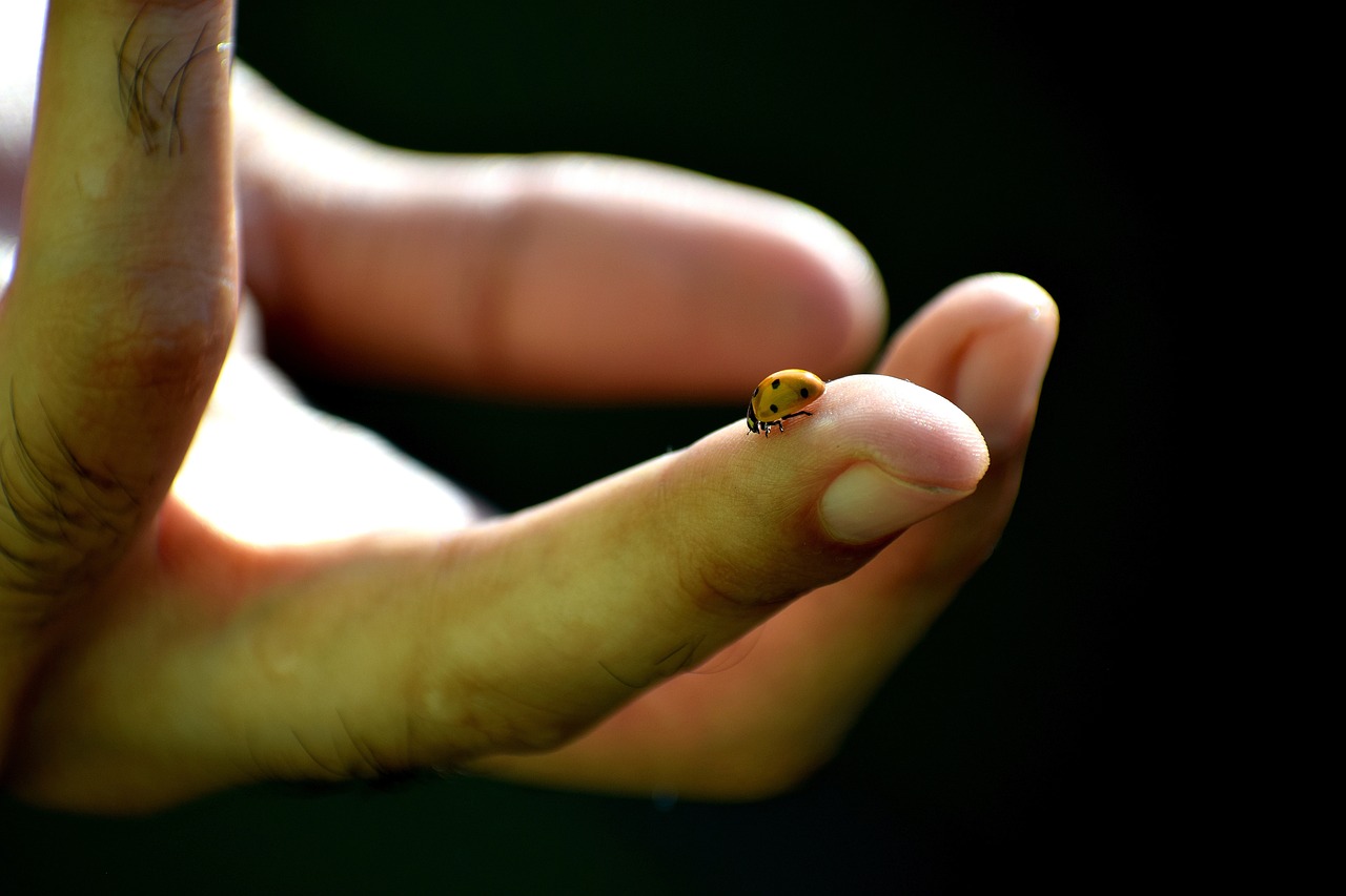 王者榮耀貂蟬最新動(dòng)態(tài)，英雄重塑與皮膚更新消息揭秘