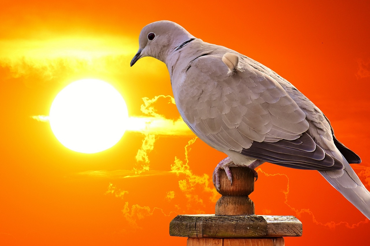 最新名家天落鴿圖片的藝術(shù)魅力與賞析，揭秘其獨(dú)特魅力及賞析精選圖片