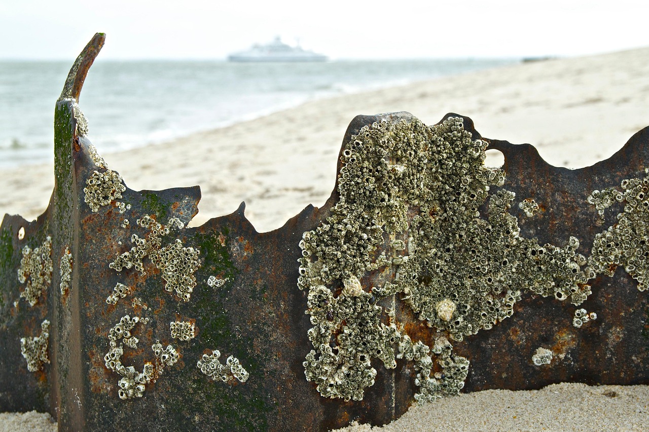 日本失聯(lián)老師最新動態(tài)，搜救行動進展與持續(xù)關(guān)注聚焦