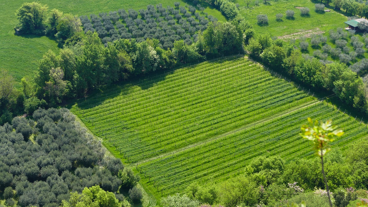 東營(yíng)農(nóng)高區(qū)引領(lǐng)農(nóng)業(yè)科技創(chuàng)新，助力鄉(xiāng)村振興最新消息揭秘