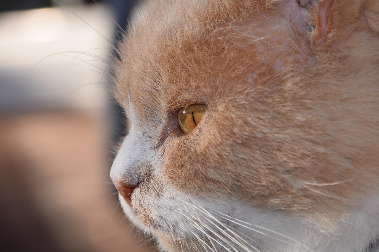 紅島經(jīng)濟區(qū)最新動態(tài)解析，發(fā)展概況與深度解讀