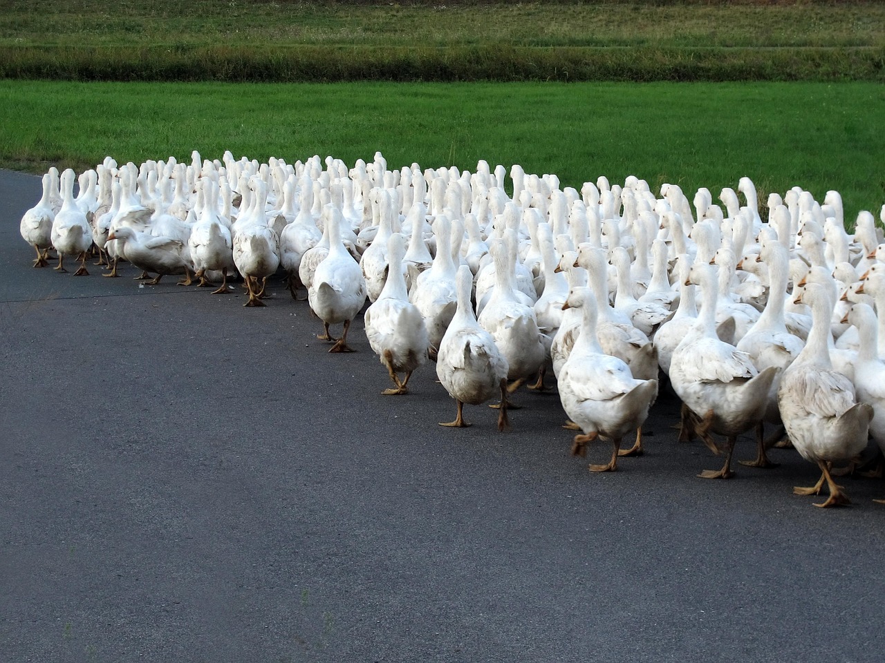 后牛坊村搬遷最新動(dòng)態(tài)，變化中的鄉(xiāng)村未來