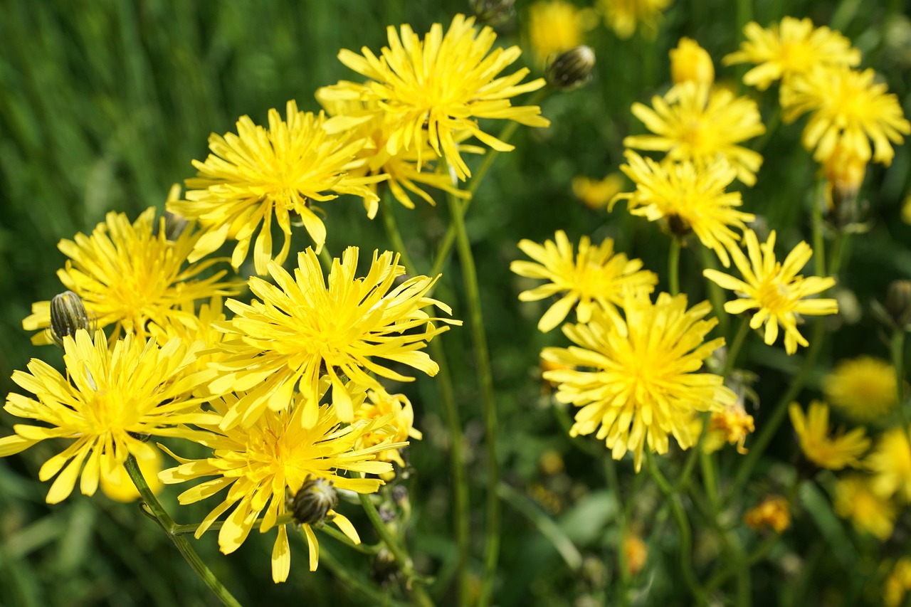 南駐阜蚌高鐵最新進展報告，揭秘最新動態(tài)與進展里程碑